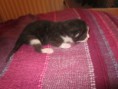 /album/chatons/chat1-jpg/
